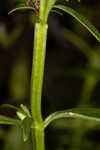 Florida hedgehyssop